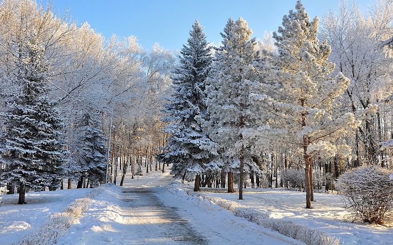 seasons-winter-roads-snow-trees-fir-forest-roads-wallpaper-153438