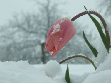 fotos-de-flores-en-invierno-belleza1