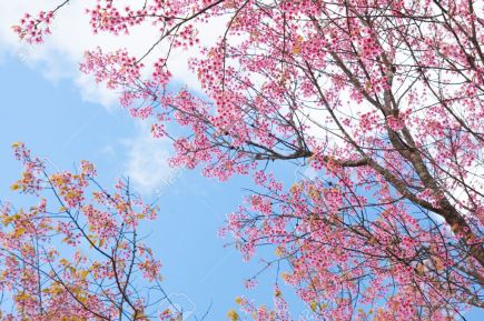 28579083-la-hermosa-flor-de-sakura-en-la-temporada-de-invierno-tailandia-foto-de-archivo