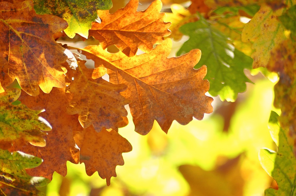 oak-leaves-1777410_960_720