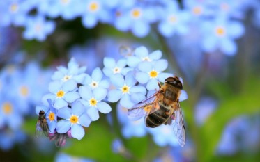 sos-polinizadores-bee-abejas-abejorros-flores (15)